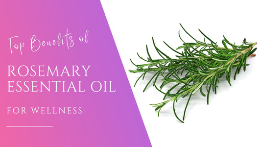 vibrsant green rosemary sprigs in a bundle for the benefits of rosemary essential oils