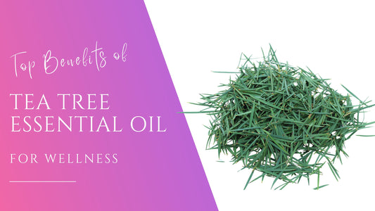 vibrant green tea tree needles for the benefits of tea tree essential oils