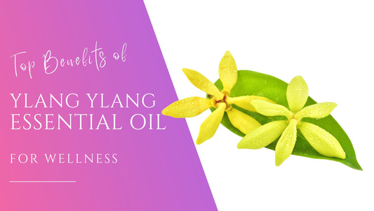 vibrant yellow ylang ylang flowers on a leaf for the benefits of ylang ylang essential oil