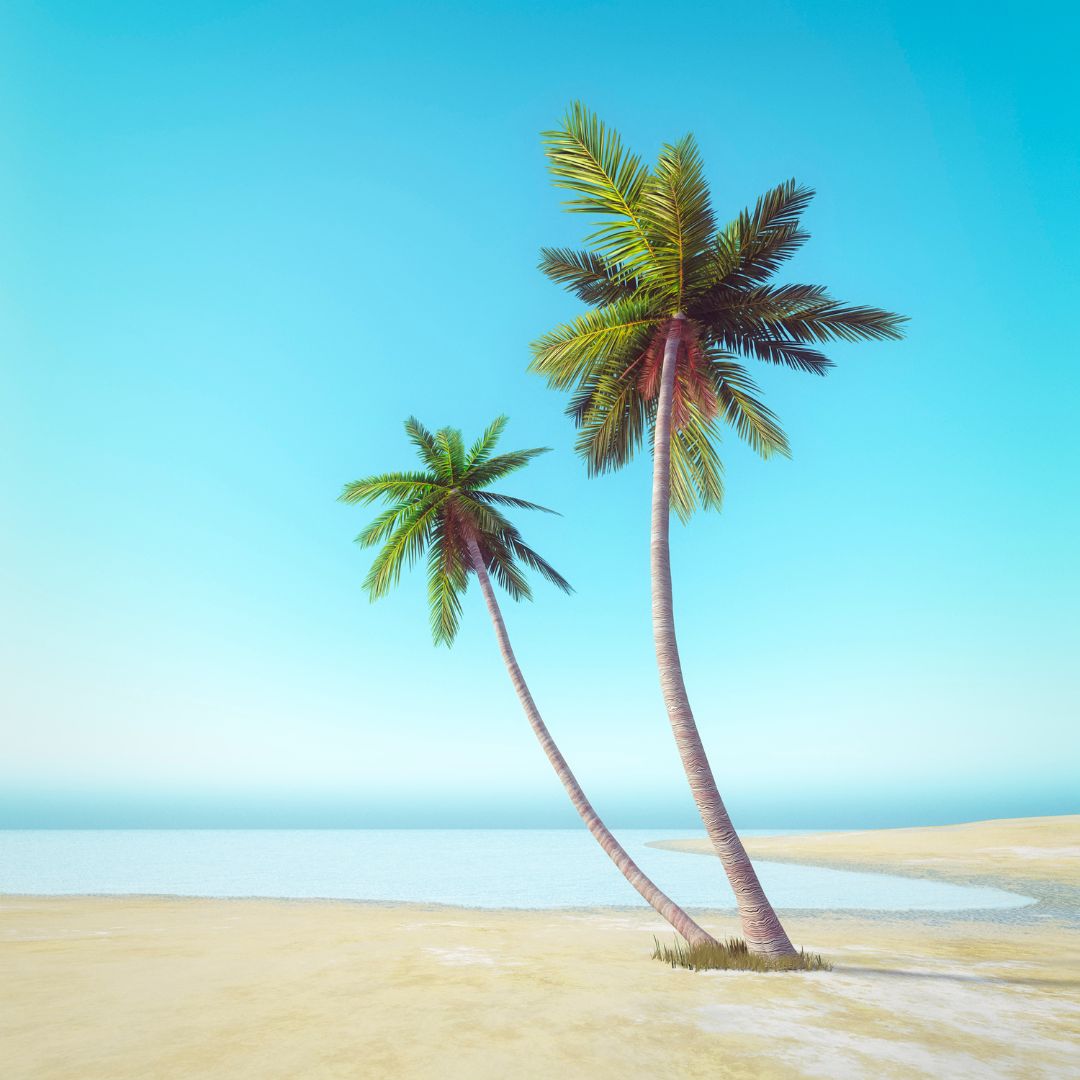Oasis