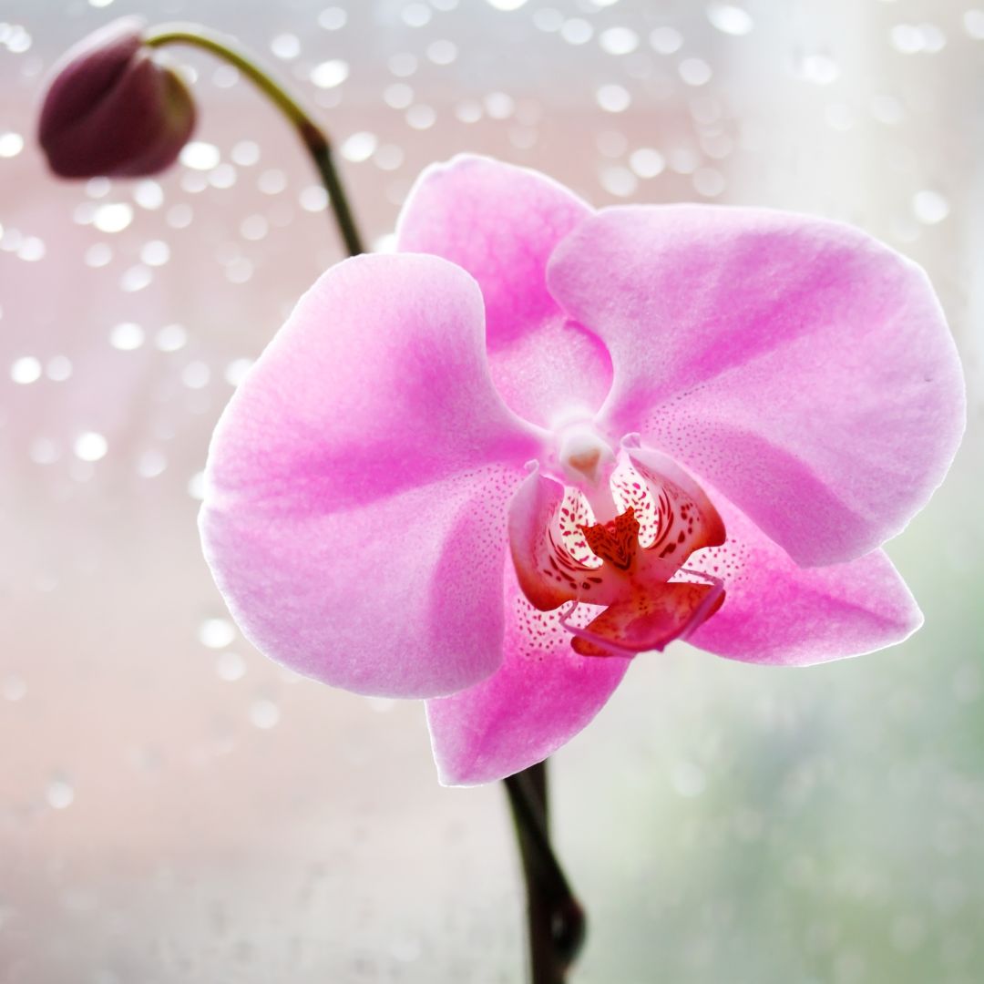 Orchid Rain