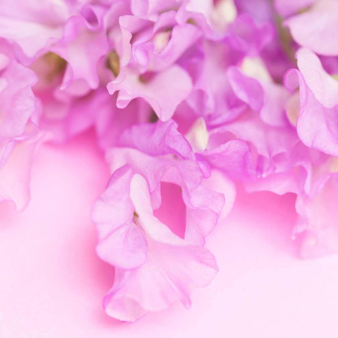 Sweet Pea