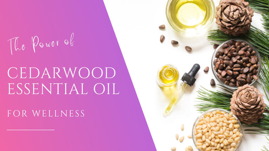 cedar seeds, bark, pinecones and oil for the benefits of cedar wood essential oil for wellness