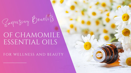 beautiful white and golden chamomile flowers for the benefits of chamomile essential oils